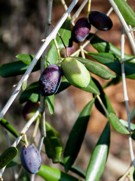 olives de Nice