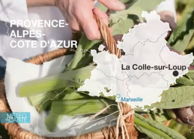 reportage France 3 - Meteo a la carte - Mai 2024 - Les artichauts violets
